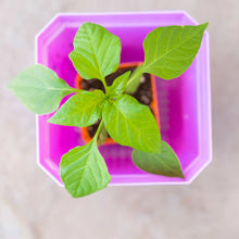 Load image into Gallery viewer, 5&quot; Nursery Pots with Insert Tray
