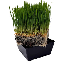 Load image into Gallery viewer, 5x5 Grow Trays - Extra Strength Inserts
