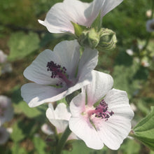 Load image into Gallery viewer, Marshmallow (Althea officinalis)
