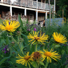 Load image into Gallery viewer, Elecampane (Inula helenium)
