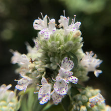 Load image into Gallery viewer, Mint, Mountain (Pycnanthemum virginianum)
