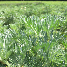 Load image into Gallery viewer, Wormwood, Absinthe (Artemisia absinthium)
