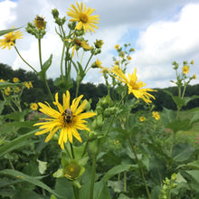 Load image into Gallery viewer, Cup Plant (Silphium perfoliatum)
