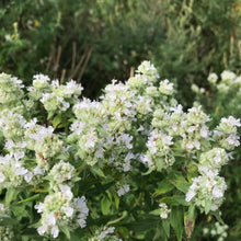 Load image into Gallery viewer, Mint, Mountain (Pycnanthemum virginianum)
