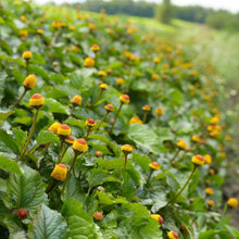 Load image into Gallery viewer, Spilanthes, Official (Acmella oleracea)
