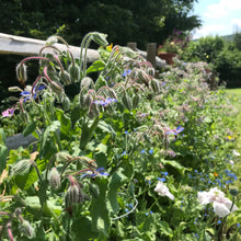 Load image into Gallery viewer, Borage (Borago officinalis)

