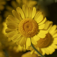 Load image into Gallery viewer, Chamomile, Dyer&#39;s  (Anthemis tinctora)
