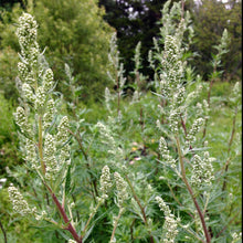 Load image into Gallery viewer, Mugwort, Common (Artemisia vulgaris)

