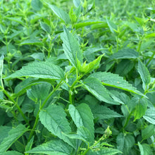 Load image into Gallery viewer, Skullcap, Official (Scutellaria lateriflora)
