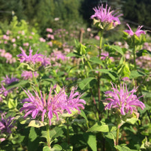 Load image into Gallery viewer, Bergamot, Lavender (Monarda fistulosa)
