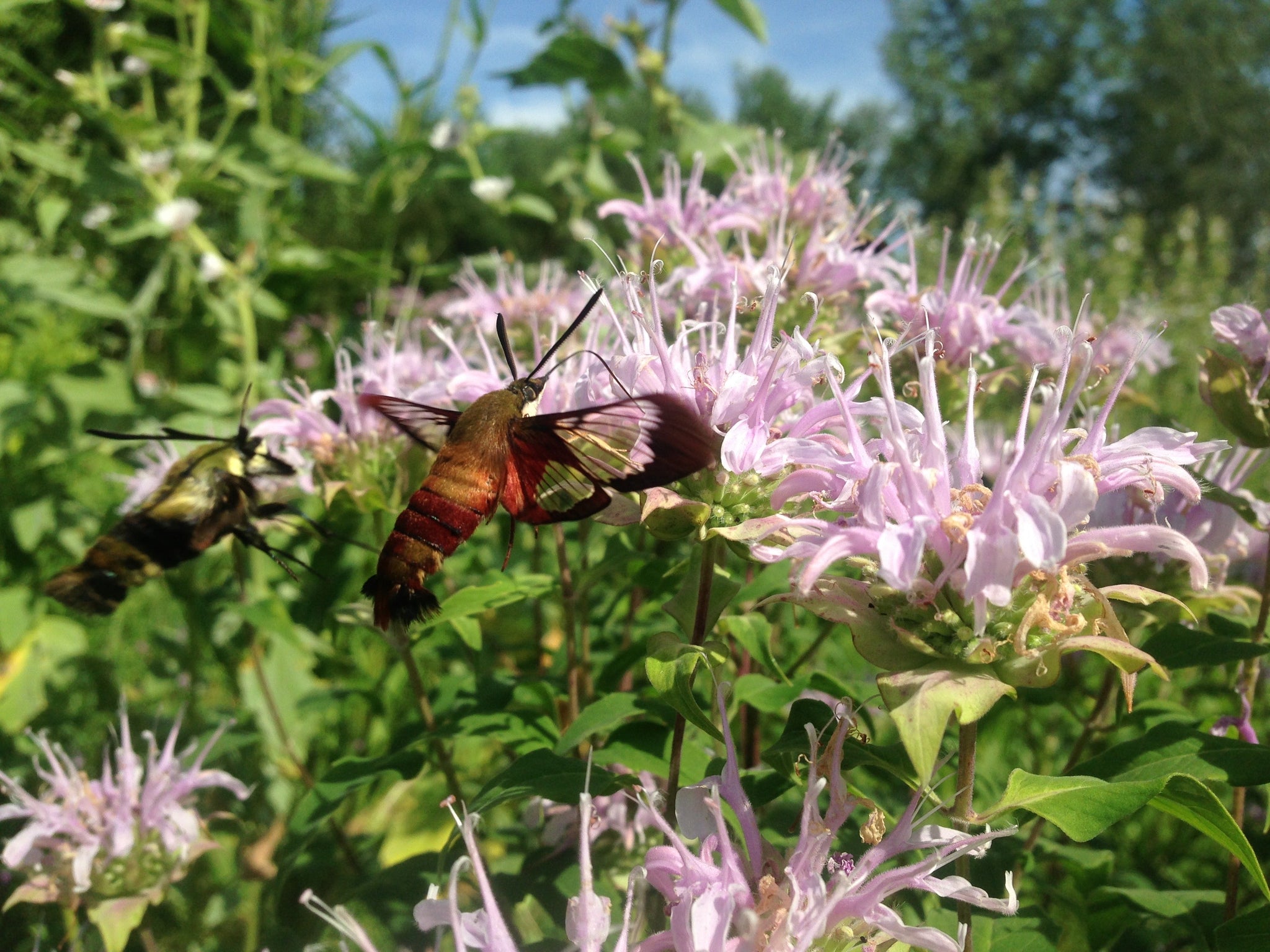 bergamot lavender plant Bergamot, Lavender (Monarda fistulosa) – Countryside
