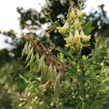 Load image into Gallery viewer, Astragalus (Astragulus membranaceus)
