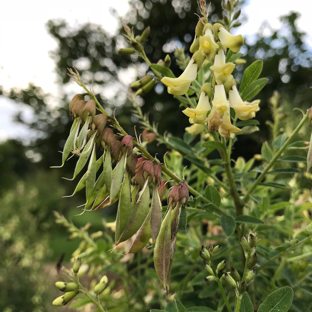 Astragalus (Astragulus membranaceus)