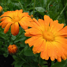 Load image into Gallery viewer, Calendula, Orange (Calendula officinalis)
