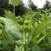 Load image into Gallery viewer, Cup Plant (Silphium perfoliatum)
