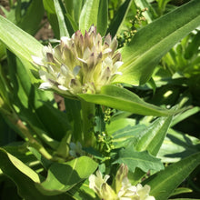 Load image into Gallery viewer, Gentian, Tibetan (Gentiana tibetica)
