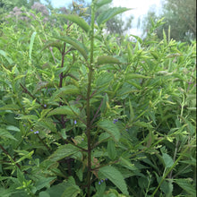 Load image into Gallery viewer, Skullcap, Official (Scutellaria lateriflora)
