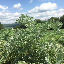 Load image into Gallery viewer, Wormwood, Absinthe (Artemisia absinthium)
