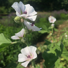 Load image into Gallery viewer, Marshmallow (Althea officinalis)
