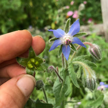 Load image into Gallery viewer, Borage (Borago officinalis)
