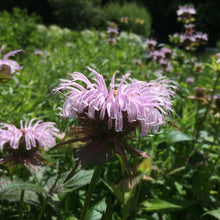 Load image into Gallery viewer, Bee Balm, Bradbury&#39;s (Monarda bradburiana)
