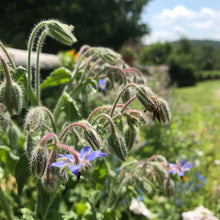 Load image into Gallery viewer, Borage (Borago officinalis)
