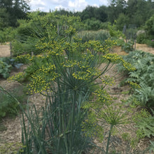 Load image into Gallery viewer, Dill, Mammoth (Anethum graveolens)
