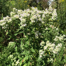 Load image into Gallery viewer, Mint, Mountain (Pycnanthemum virginianum)
