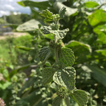 Load image into Gallery viewer, Horehound (Marrubium vulgare)
