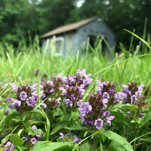 Load image into Gallery viewer, Heal All (Prunella vulgaris)
