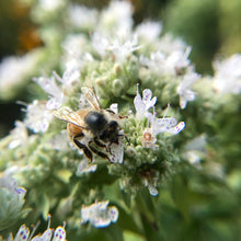 Load image into Gallery viewer, Mint, Mountain (Pycnanthemum virginianum)
