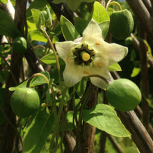 Load image into Gallery viewer, Codonopsis (Codonopsis pilosula)
