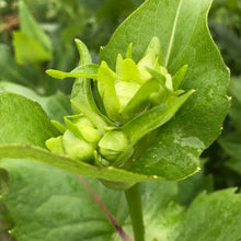 Load image into Gallery viewer, Cup Plant (Silphium perfoliatum)

