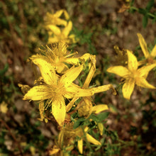 Load image into Gallery viewer, St. John&#39;s Wort (Hypericum perforatum)
