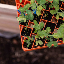 Load image into Gallery viewer, Air Prune Propagation Tray - 72 Cell
