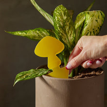 Load image into Gallery viewer, Sticky Traps for Plant Pests
