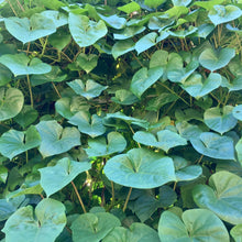 Load image into Gallery viewer, Moonflower (Ipomoea alba)
