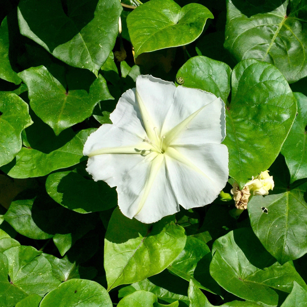 Moonflower (Ipomoea alba)