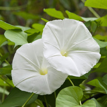 Load image into Gallery viewer, Moonflower (Ipomoea alba)
