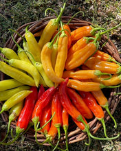Load image into Gallery viewer, Aji Marchant Pepper
