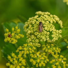 Load image into Gallery viewer, Alexanders aka Black Lovage (Smyrnium olusatrum)
