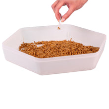 Load image into Gallery viewer, Mealworm Storage Tray (Beetle Tray Not Included)
