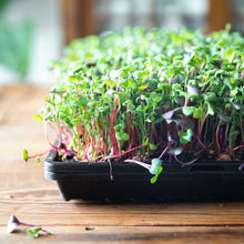 Load image into Gallery viewer, 1020 Microgreen Trays | Heavy Duty Shallow 1020 Trays
