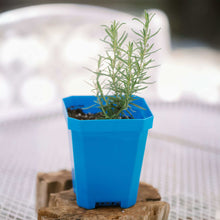 Load image into Gallery viewer, 5&quot; Heavy Duty Nursery Pots
