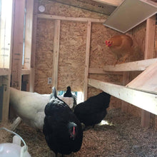 Load image into Gallery viewer, Medium Chicken Coop - Up to 10 Chickens
