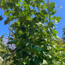 Load image into Gallery viewer, DIY Garden Arch
