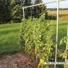 Load image into Gallery viewer, DIY Tomato Trellis | 1 3/8" Heavy Duty
