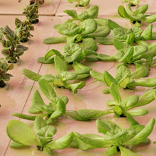 Load image into Gallery viewer, Deep Water Culture (DWC) Kit
