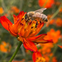 Load image into Gallery viewer, Tango Cosmos
