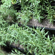 Load image into Gallery viewer, Filled Ellepot Pouches for Vertical Gardens
